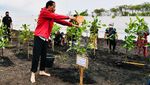 Momen Jokowi Tanam Mangrove Sambil Nyeker di Bengkalis