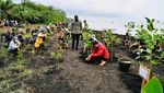 Momen Jokowi Tanam Mangrove Sambil Nyeker di Bengkalis