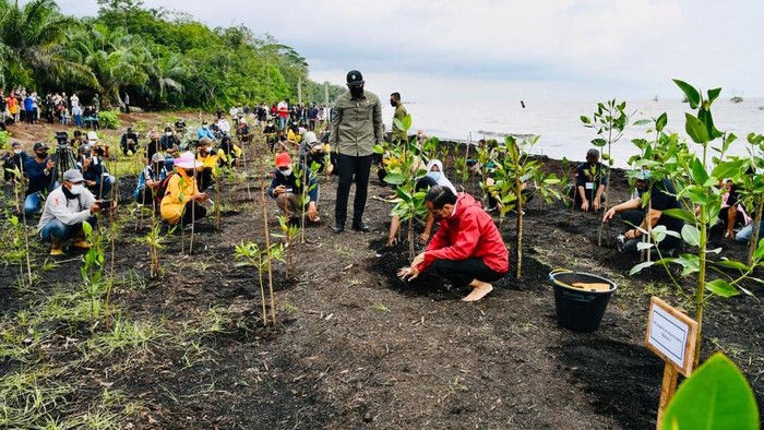Presiden Jokowi menanam mangrove di Bengkalis, Riau. Presiden Jokowi menanam mangrove di Bengkalis, Riau.