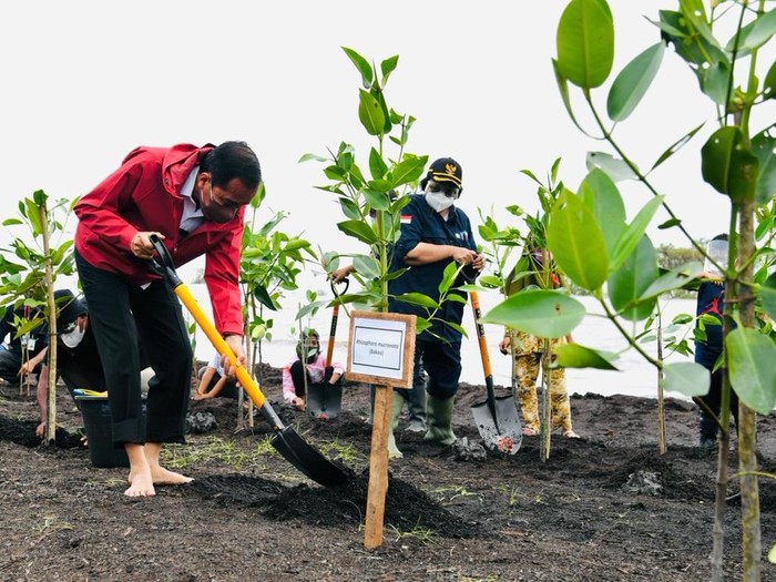 Presiden Jokowi menanam mangrove di Bengkalis, Riau. Presiden Jokowi menanam mangrove di Bengkalis, Riau.