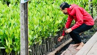 Foto: Selain menanggulangi abrasi, Jokowi juga berharap dapat mendukung ekonomi masyarakat. Sehingga tidak hanya dilakukan penanaman di Bengkalis, tetapi di seluruh Tanah Air.  (Laily Rachev - Biro Pers Sekretariat Presiden)