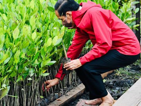 Presiden Jokowi menanam mangrove di Bengkalis, Riau.