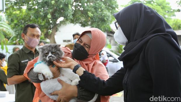 vaksinasi rabies di banyuwangi