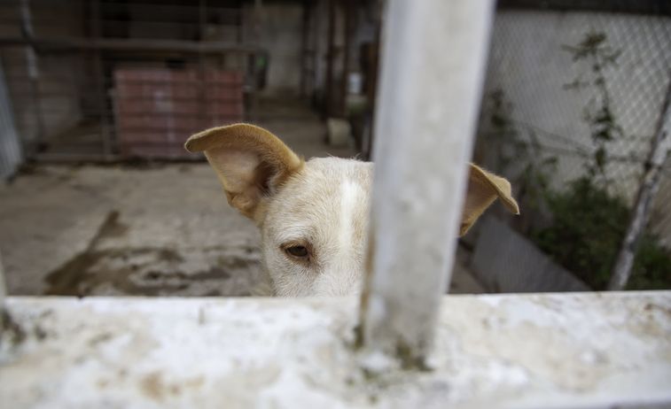 1 Juta Ekor Anjing Dikonsumsi Tiap Tahun, Presiden Korsel Larang Konsumsi Anjing