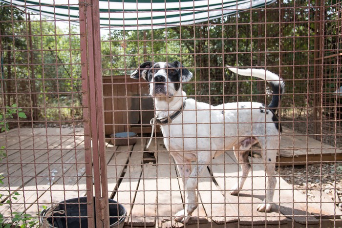 1 Juta Ekor Anjing Dikonsumsi Tiap Tahun, Presiden Korsel Larang Konsumsi Anjing 1 Juta Ekor Anjing Dikonsumsi Tiap Tahun, Presiden Korsel Larang Konsumsi Anjing