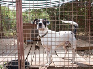 Anjing Dilarang di Pulau Banyak Aceh Sejak 2019, Dasarnya Surat Gubernur