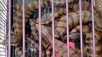 Satwa ini akan direhabilitasi hingga 5 Oktober untuk nantinya dikembalikan ke habitat asalnya (dok BKSDA Sumsel)