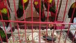 117 Satwa Dilindungi Gagal Diselundupkan ke LN: Ayam Papua-Kadal Panama