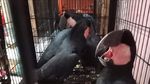 117 Satwa Dilindungi Gagal Diselundupkan ke LN: Ayam Papua-Kadal Panama