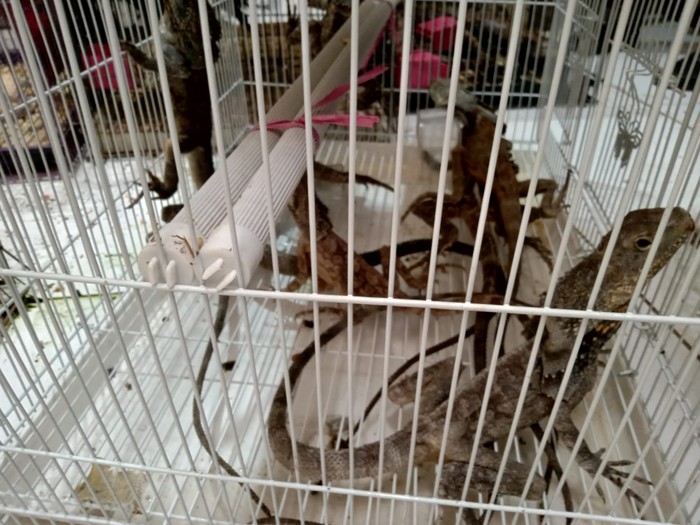 BKSDA Sumsel menerima seratusan satwa langka dilindungi yang hendak diselundupkan ke Thailand. Satwa itu akan direhabilitasi sebelum dikembalikan ke habitatnya. (dok BKSDA Sumsel)