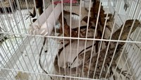 Satwa dilindungi yang berhasil diidentifikasi yaitu Kakatua raja 6 ekor, Kakatua jambul oranye 7 ekor, Nuri kepala-hitam 10 ekor dan 1 kondisi mati, burung mambruk 2 ekor, Nuri mazda 22 ekor, Nuri hitam 17 ekor, Nuri bayan 22 ekor, Kadal Panama 20 ekor, Soa payung 20 ekor, Sugar glider 7 ekor, Bajing 6 ekor dan 1 albino serta Garangan 2 ekor (dok BKSDA Sumsel)