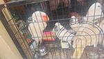 117 Satwa Dilindungi Gagal Diselundupkan ke LN: Ayam Papua-Kadal Panama