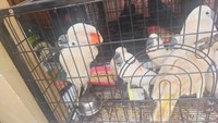 Dari 9 jenis, 8 jenis di antaranya berstatus dilindungi. Satwa tersebut kini tengah direhabilitasi dan akan segera dikembalikan ke habitat asalnya. (dok BKSDA Sumsel)