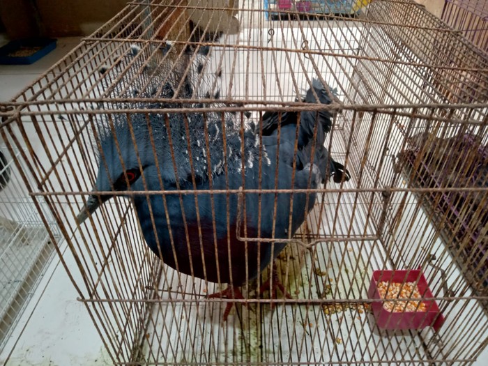 BKSDA Sumsel menerima seratusan satwa langka dilindungi yang hendak diselundupkan ke Thailand. Satwa itu akan direhabilitasi sebelum dikembalikan ke habitatnya. (dok BKSDA Sumsel)