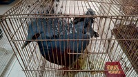 Sejumlah satwa dilindungi itu, diduga dibawa oleh tiga pria menggunakan 1 unit minibus dan ditangkap ketika melintas di Jalan Soekarno Hatta, Palembang, Sumatera Selatan, Senin, (6/9) malam (dok BKSDA Sumsel)