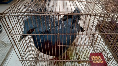 117 Satwa Dilindungi Gagal Diselundupkan ke LN: Ayam Papua-Kadal Panama