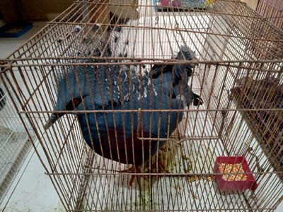 117 Satwa Dilindungi Gagal Diselundupkan ke LN: Ayam Papua-Kadal Panama