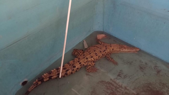Buaya muara di Sumsel yang sempat berkeliaran di permukiman warga malam hari. (Dok. Istimewa)