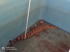 Warga Sumsel Dihebohkan Penemuan Buaya 2 Meter Berkeliaran di Desa