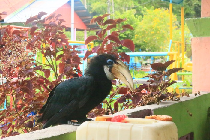 Burung rangkong Papua Barat
