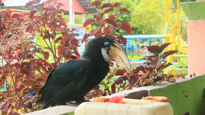 Burung rangkong Papua Barat Burung rangkong Papua Barat