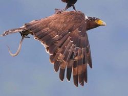 Deretan Foto Dijepret di Waktu Sangat Tepat, Ada yang Bikin Ngakak