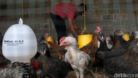 Sebanyak 504 ekor ayam Joper diternakan dengan potensi ayam pedaging.