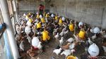 Geliat Peternakan Ayam Joper yang Rendah Kolesterol dan Lemak
