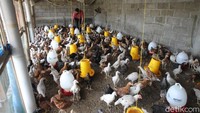 Ayam Joper mempunyai beberapa potensi, antara lain umur panen hanya 55 hari.
