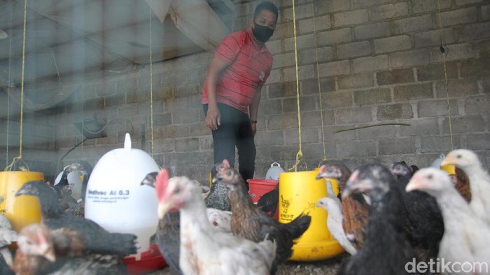 Geliat Peternakan Ayam Joper yang Rendah Kolesterol dan Lemak Kelompok ternak di Desa Jurugan, Sleman, Yogyakarta, mengembangkan ayam pedaging yang rendak lemak dan kolesterol yakni ayam Jowo Super (Joper).