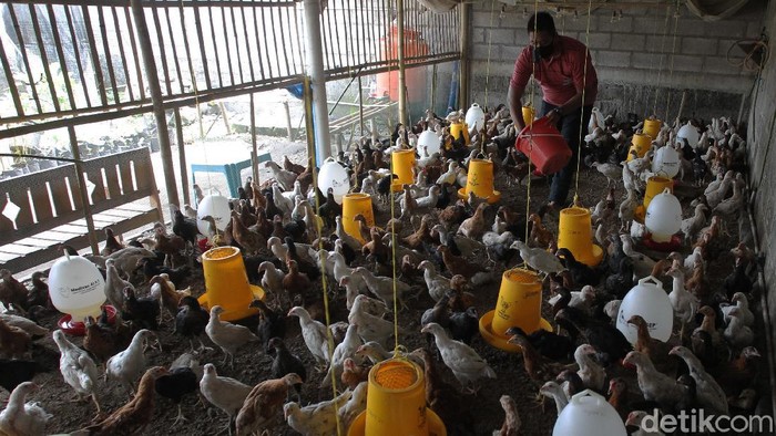 Geliat Peternakan Ayam Joper yang Rendah Kolesterol dan Lemak Kelompok ternak di Desa Jurugan, Sleman, Yogyakarta, mengembangkan ayam pedaging yang rendak lemak dan kolesterol yakni ayam Jowo Super (Joper).