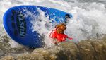 Gemasnya Anjing-anjing Ini Saat Adu Surfing