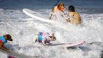 Gemasnya Anjing-anjing Ini Saat Adu Surfing