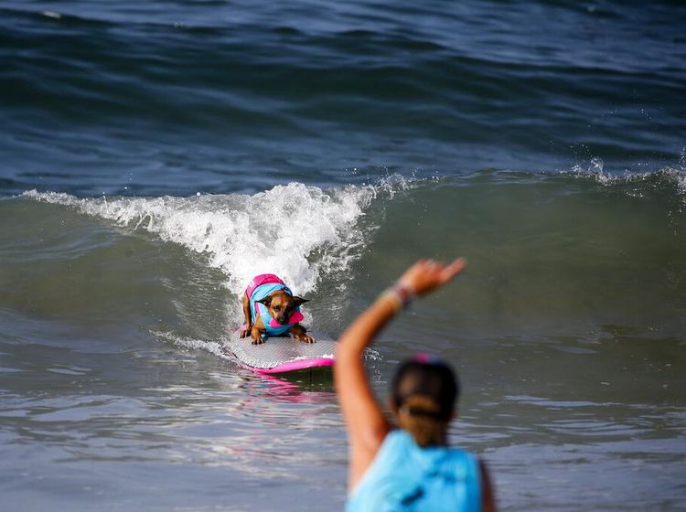 Gemasnya Anjing-anjing Ini Saat Adu Surfing