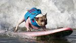 Gemasnya Anjing-anjing Ini Saat Adu Surfing