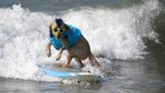 Gemasnya Anjing-anjing Ini Saat Adu Surfing