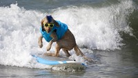Acara ini diadakan sebagai penggalangan dana, dengan badan amal sebelumnya termasuk French Bulldog Rescue Network, Westie Rescue of Orange County, Golden Retriever Rescue, Barks of Love, OCSPCA, dan Huntington Dog Beach.  
