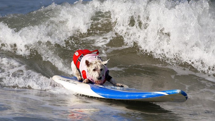 Gemasnya Anjing-anjing Ini Adu Surfing Dogs compete in the annual Surf City Surf Dog event, at Dog Beach in Huntington Beach, Calif., Saturday, Sept. 25, 2021. (AP Photo/Ringo H.W. Chiu)
