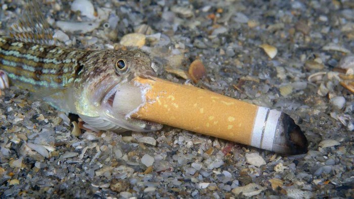 Sampah di laut dan di perairan lainnya -- yang sebenarnya bukan tempat buang sampah -- sangat mengkhawatirkan. Semua bisa dibuktikan dari foro berikut yang menjuarai Conservation Ocean Photography Awards 2021.