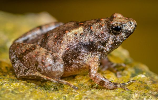 Ilustrasi Katak