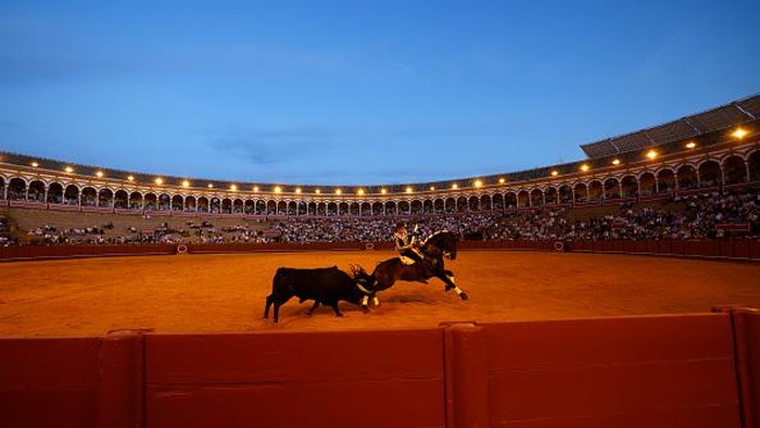 SEVILLE, SPAIN - SEPTEMBER 26:  A dead bull is pulled by mules during a bullfight at the Maestranza bullring on September 26, 2021 in Seville, Spain. As Covid-19 restrictions are eased, the iconic bullring The Plaza de toros de la Real Maestranza de Caballería de Sevilla reopens after the global pandemic forced closure of places of culture for more than two years. (Photo by Marcelo del Pozo/Getty Images)
