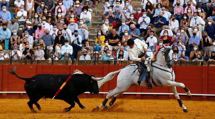 Laga Adu Banteng Kembali Beraksi di Spanyol SEVILLE, SPAIN - SEPTEMBER 26: A dead bull is pulled by mules during a bullfight at the Maestranza bullring on September 26, 2021 in Seville, Spain. As Covid-19 restrictions are eased, the iconic bullring The Plaza de toros de la Real Maestranza de CaballerΓa de Sevilla reopens after the global pandemic forced closure of places of culture for more than two years. (Photo by Marcelo del Pozo/Getty Images)