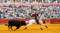 Banteng sudah menjadi bagian dari budaya bagi masyarakat Spanyol sejak zaman Romawi. Masyarakat yang tinggal di Iberia sering kali mengunjungi sirkus-sirkus untuk melihat pertarungan antara seorang gladiator melawan seekor binatang, salah satunya banteng.  