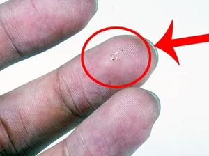 Penampakan Microchip Bersayap, Lebih Kecil dari Butiran Pasir