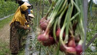 Balai Pengkajian Teknologi Pertanian (BPTP) Daerah Istimewa Yogyakarta bekerja sama dengan Kelompok Tani Sari Manggala melakukan panen benih bawang merah varietas Lokananta (biji ke umbi) yang dijual seharga 15 ribu rupiah per kilogramnya.