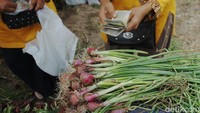 Dalam acara panen perdana tersebut warga dan petani memanen sendiri bawang merah kemudian ditimbang untuk langsung dibeli.