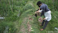 Komoditi pertanian bawang merah di wilayah Sleman terbilang jarang. 