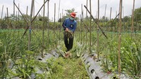 Petani dari Kelompok Tani Sari Manggala Soka Binangun membuktikan, ternyata tanaman bawang bisa dimaksimalkan di area-area persawahan Sleman, khususnya wilayah utara.