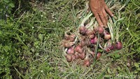 Hasil lahan kelompok tani tersebut menjadi percontohan sekaligus pengembangan komoditi pertanian bawang merah.