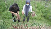 Pengembangan benih bawang merah asal biji memiliki beberapa kelebihan.